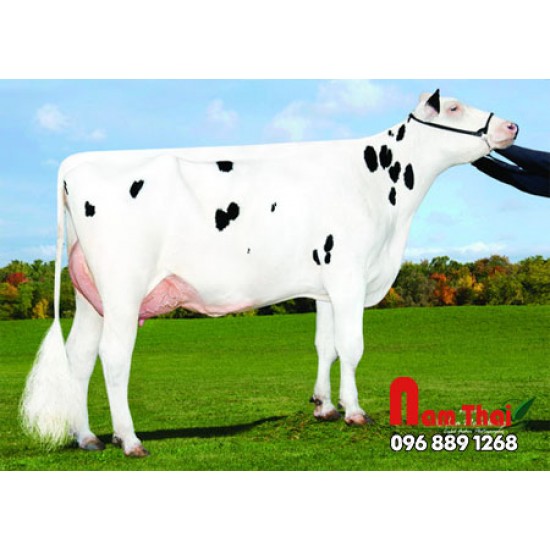 Tinh bò sữa HF - DE-SU 12365 ENDEAVOR-ET